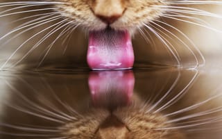 Картинка вода, отражение, кот, рыжий, пьёт, кошка, язык