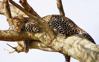 Картинка взгляд, хищник, дерево, леопард, отдых