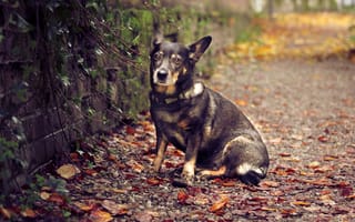 Картинка собака, сидит, стена, листья, осень, природа