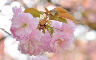 Картинка листья, розовые, блики, цветы, ветка, сакура