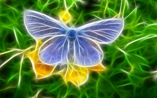 Картинка Бабочка, прозрачный, красивый, насекомое