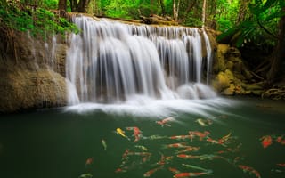 Картинка вода, водопад, караси, зелень, рыба