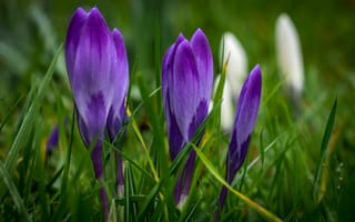 Картинка трава, фиолетовые, весна, цветы, крокусы