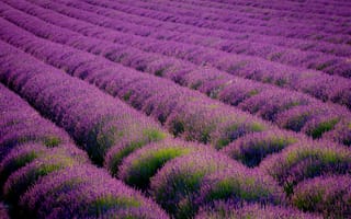 Картинка eynsford, цветы, поле, лаванда, great britain, ряды, kent, фиолетовые