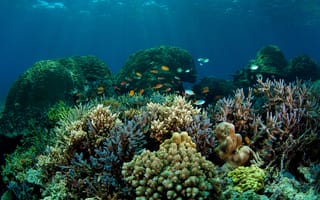 Картинка рыбы, дно, море, кораллы