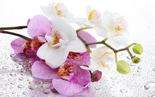 Картинка орхидея, белые, стебель, капли, розовые, вода, тень, лепестки, цветок