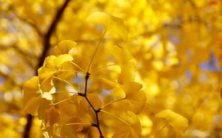 Картинка желтые, дерево, листья, ветка, осень