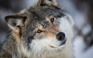 Обои волк, хищник, взгляд, морда, портрет, серый