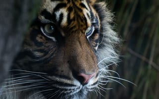 Картинка суматранский тигр, морда, хищник