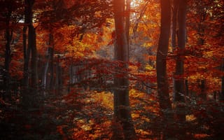 Картинка лес, листья, багровые, желтые, бордовые, осень, деревья