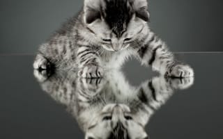 Обои котенок, Кошка, cat, зеркало, кот, отражение