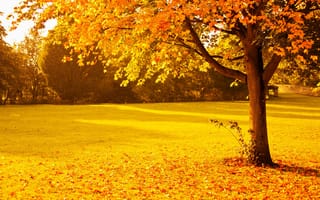 Картинка листва, осень, природа, парк, деревья