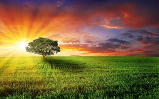 Картинка Природа, трава, дерево, лучи, солнце