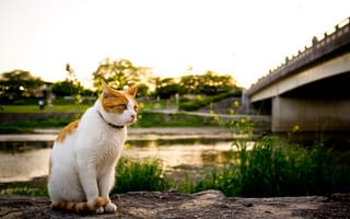 Картинка кошка, река, мост