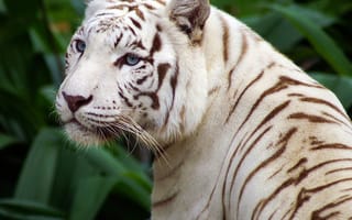 Картинка глаза, белый тигр, красивый, полоски