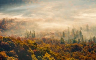 Картинка утро, осень, туман, лес