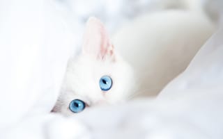 Картинка голубые глаза, одеяло, белый, взгляд, кот