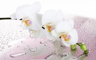 Картинка белая, орхидея, цветок, воды, лепестки, капли, веточка