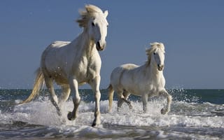Картинка кони, бегущие по воде