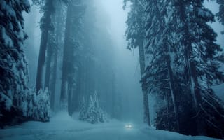 Картинка елки, деревья, зима, природа, дерево, снег, дорога