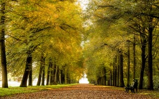 Картинка осень, скамейки, листья, парк, аллея