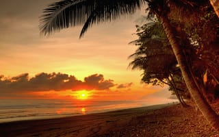 Картинка море, пляж, закат, пальмы