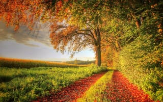 Картинка поле, листва, осень, деревья