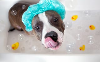 Картинка взгляд, собака, ванна