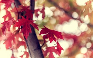 Картинка ветка, природа, осень, листья, дерево, бордовые, боке