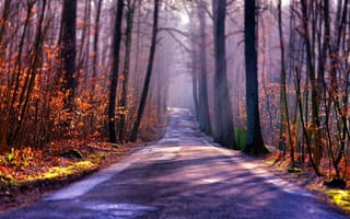Картинка лес, дорога, осень, туман