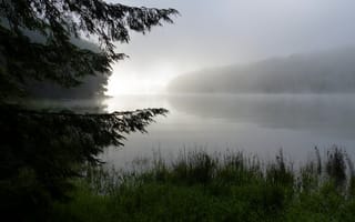 Картинка утро, природа, озеро, туман, трава, роса, лес