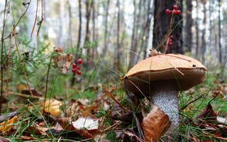 Картинка гриб, ягоды, лес, листья