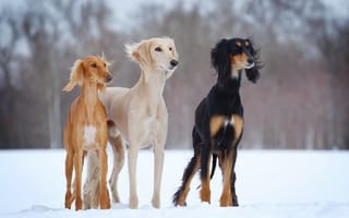 Картинка собаки, зима, dogs-h, slider, open-air, салюки, снег