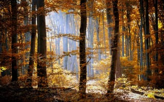 Картинка листья, оранжевые, лес, осень, деревья, природа, трава