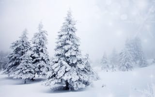 Картинка пейзаж, деревья, ели, елки, ёлки, снег, зима, природа