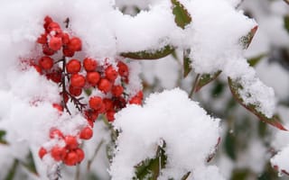 Картинка Япония, Природа, Зима
