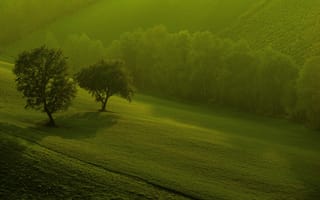 Картинка Природа, деревья, поле, зелень