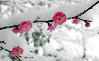 Картинка снег, вишня, ветка, зима, цветение, цветок