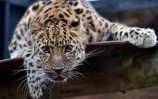 Картинка леопард, глаза, большая кошка, дикий кот