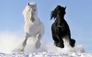 Картинка кони, галоп, вороной, лошади, снег, бег, белый