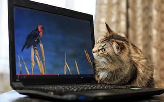 Картинка кот, монитор, птичка