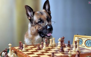 Картинка собака, шахматы, овчарка