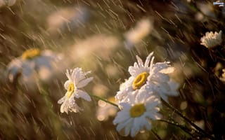 Обои Цветы, ромашки, дождь, солнце