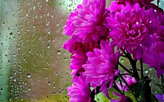 Картинка хризантемы, капли, цветы, стекло, букет, дождь