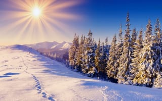 Обои зима, солнце, горы, ели, снег