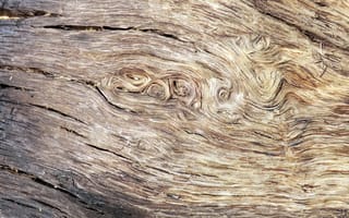 Картинка texture, wood, abstract