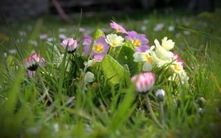 Картинка весна, цветы, трава, полевые