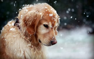 Картинка собаки, природа, животные, снег