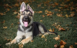 Картинка dog, fosterling, german shepherd