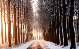 Картинка деревья, дорога, снег
